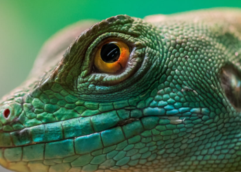 Warum Aquaristic.net die erste Wahl für Aquaristik-Enthusiasten ist