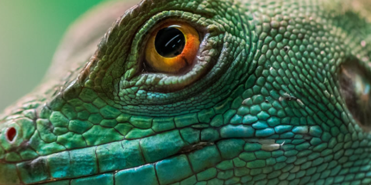 Warum Aquaristic.net die erste Wahl für Aquaristik-Enthusiasten ist