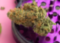 Creamhigh.fr  – La Révolution du Bien-être et du Plaisir Ultime