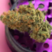 Creamhigh.fr  – La Révolution du Bien-être et du Plaisir Ultime