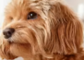 Furbo – Die ultimative Hundekamera, die das Leben von Haustierbesitzern revolutioniert