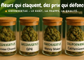Greenvertus.fr : Une offre complète de produits CBD de qualité